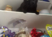 Beautiful Black Cat (6 years old) needs his forever home