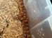 Pair of corn snakes