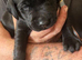 LABRADOR FEMALE