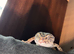 Stunning leopard gecko