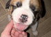 Saint Bernard Puppies For Sale