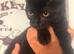 Kittens for rehome