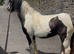 Black and white mare lead rein pony
