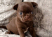 Dark chocolate little smoothcoat male