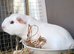 Pure white sow ready to leave