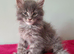 Tica Registered Maine coon kittens