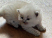 Seal point ragdoll kittens born 19/07/26