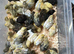 Chinese painted button quail