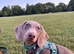 Isabella & Tan Dachshund puppy BOY