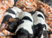 SOLD vaccinated, Jack Russell BOY ONLY ONE LEFT
