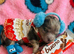 1 Mini Pom Star Left