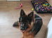 Longhaired German shepard