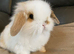 Mini lop litter. Lovely temperaments.