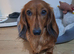 Long haired Miniature dachshund long