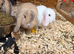 Gorgeous mini lop babies