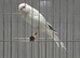 x2 Persian male canarys