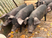 Large black x Weaners