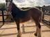 Quality Stamp Bay Colt