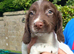 English Springer Spaniel puppies
