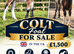Cob X foal to make 15HH++ Ride & Drive Potential