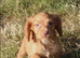 Gorgeous cocker spaniel puppies