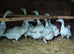 Enbdem geese