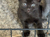 2 female kittens available