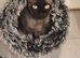 Tica active shpynx boy and female odd eyes parents