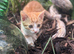 Colourful kittens