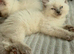 Ready now Ragdolls