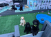 Standard poodle pups