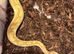 Royal pythons