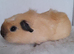 One Crested Cream Californian Female Guinea Pig.
