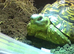 6 year old Leopard tortoise