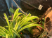 Male crested gecko