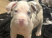 Pocket bully pups 2 boys 2 girls