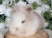 Double Mane Lionheads Boys & Girls - Ready Now