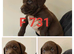 Lovely lab x pointerdor puppies