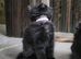 Gorgeous litter Maine Coon x kittens
