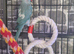 Blue female ringneck