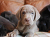 Beautiful Health Tested Labrador Puppies