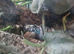 Dendrobates auratus