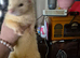 Ferret