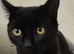 2 boy kittens looking for a loving home