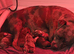 STAFFVALOR | KC REGISTERED STAFFORDSHIRE BULL TERRIER PUPPIES