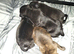 Pups for sale