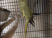 Female Indian ringneck