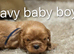 DNA TESTED CAVALIER KING CHARLES