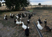Cayuga/Pekin cross ducks - various ages & colours