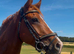 15:2hh | 6-Year-Old Mare | Exceptional All-Rounder / Pony club horse.